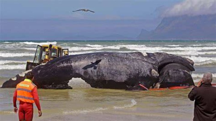 Blue Whale Bitten in Half 2021 What's the Real Story &raquo; NetworkUstad