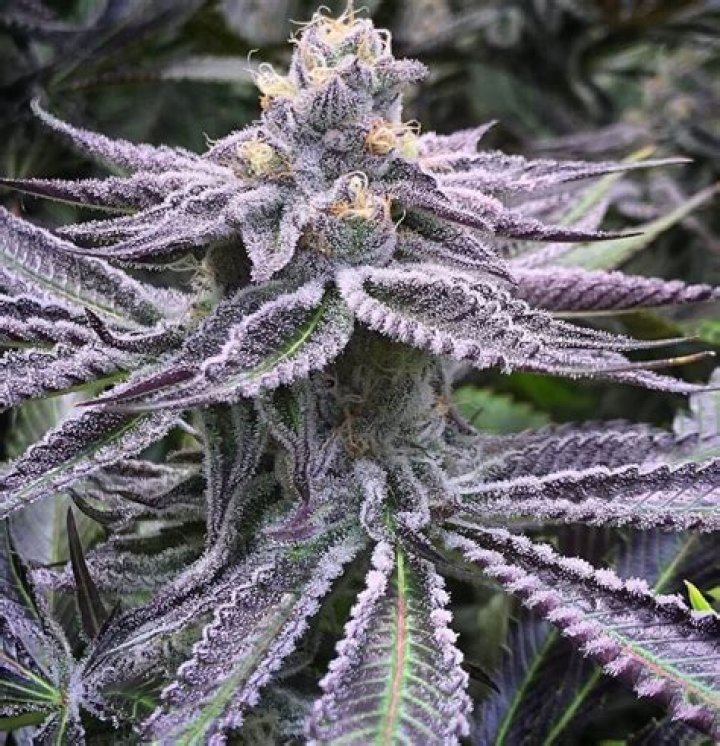 Purple Punch Dutch Seeds Shop